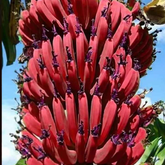10 Red Musa superba Roxb Banana Seeds (Ensete superbum)